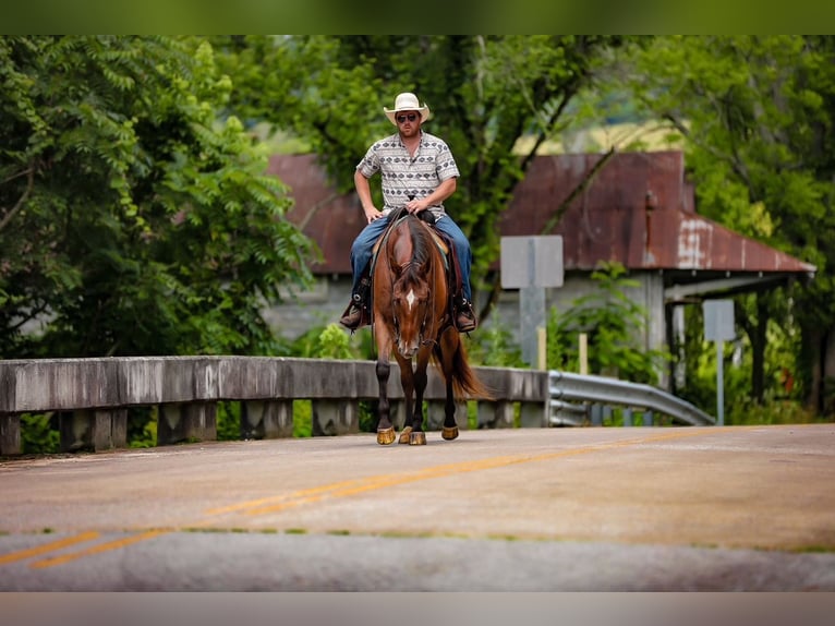 Appaloosa Gelding 7 years 15,3 hh Bay in Santa Fe