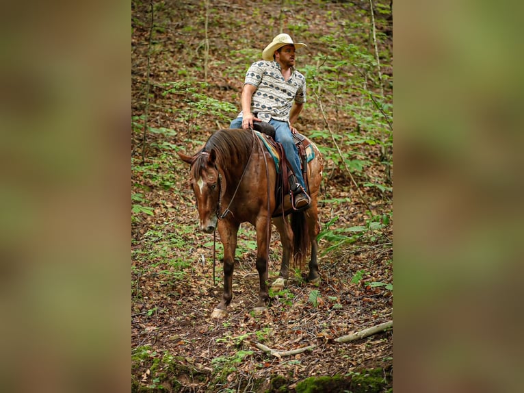 Appaloosa Gelding 7 years 15,3 hh Bay in Santa Fe