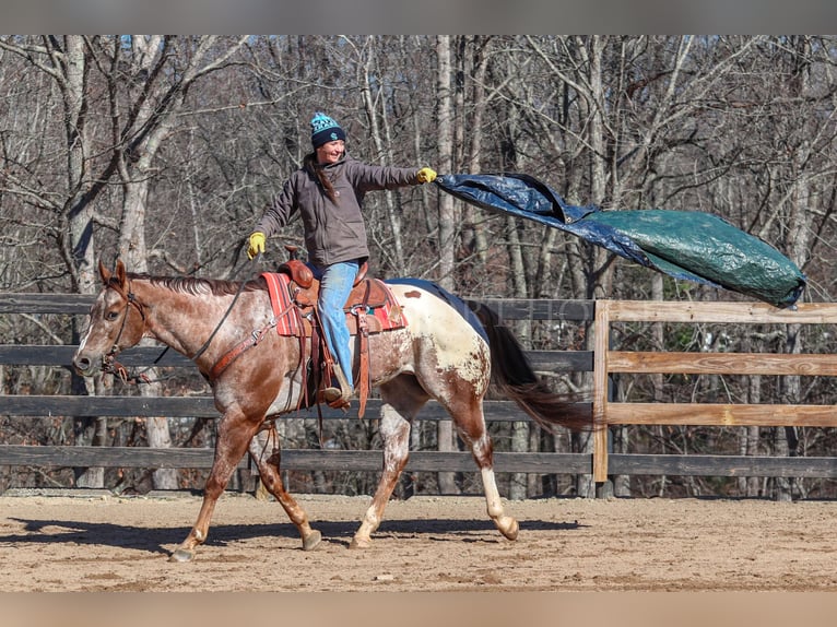 Appaloosa Gelding 7 years 16,1 hh in Clover, SC