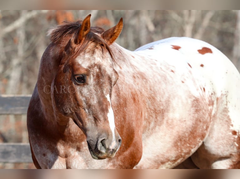 Appaloosa Gelding 7 years 16,1 hh in Clover, SC