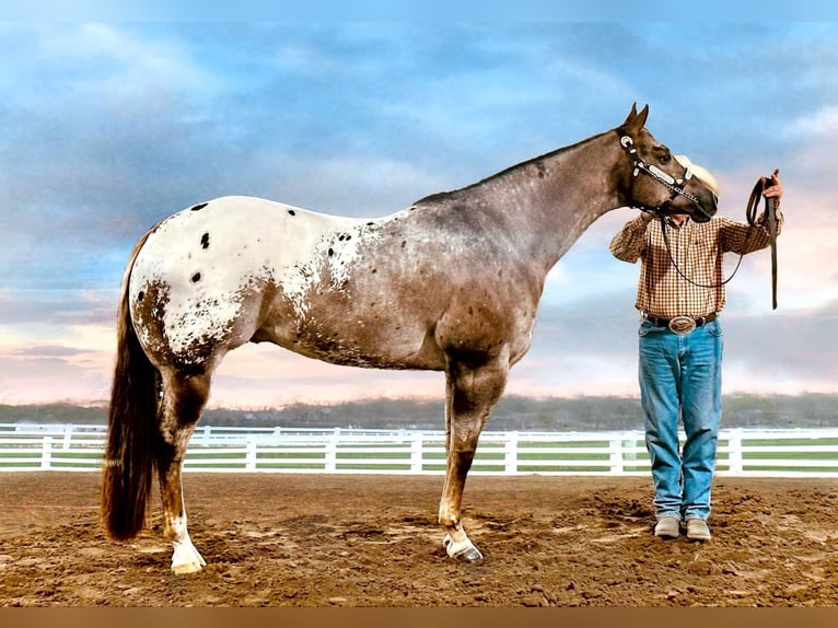 Appaloosa Gelding 7 years 16,1 hh in Clover, SC