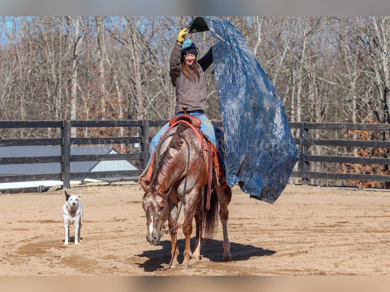 Appaloosa Gelding 7 years 16,1 hh in Clover, SC