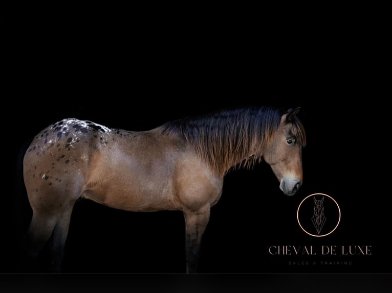 Appaloosa Gelding 7 years 16 hh Buckskin in OVIEDO, FL