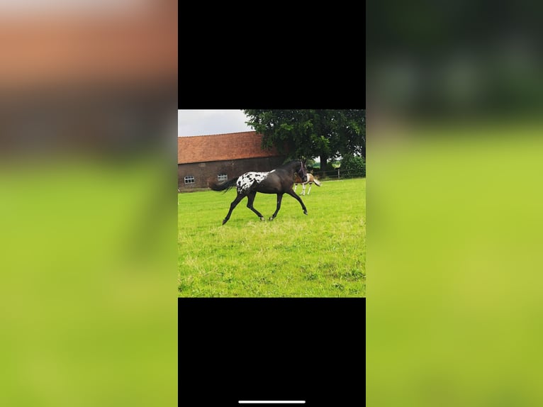 Appaloosa Gelding 7 years 16 hh Leopard-Piebald in Grathem