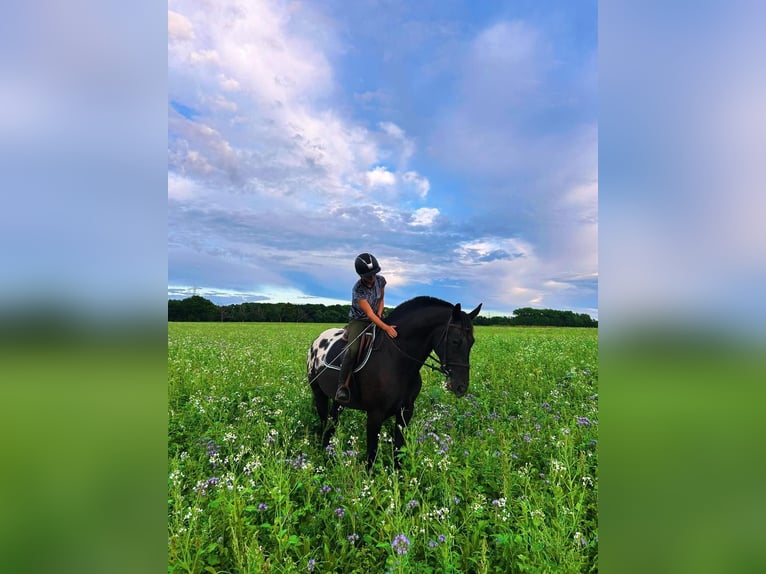 Appaloosa Gelding 7 years 16,1 hh Black in Grathem