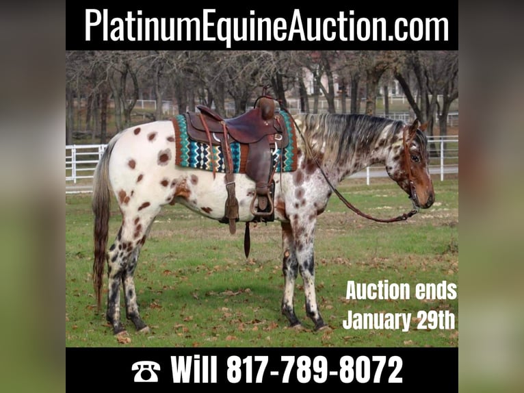 Appaloosa Gelding 7 years Chestnut in Fort Worth TX