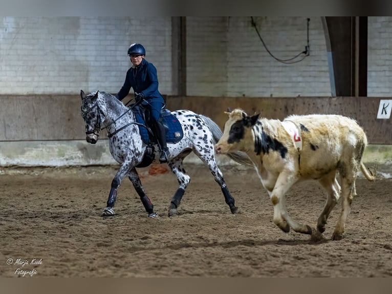Appaloosa Mix Gelding 7 years Leopard-Piebald in Nuenen