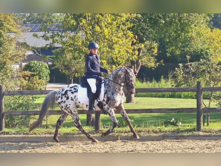 Appaloosa Mix Gelding 7 years Leopard-Piebald in Nuenen