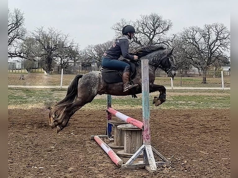 Appaloosa Gelding 7 years in Jacksboro TX