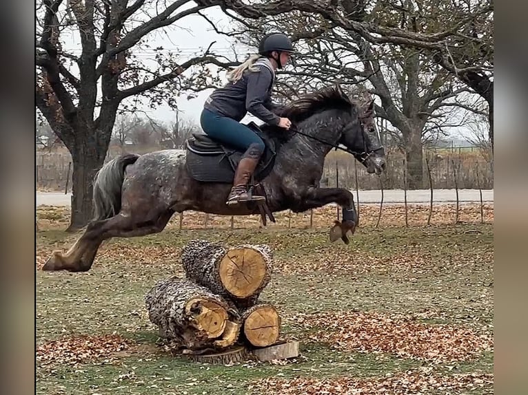 Appaloosa Gelding 7 years in Jacksboro TX