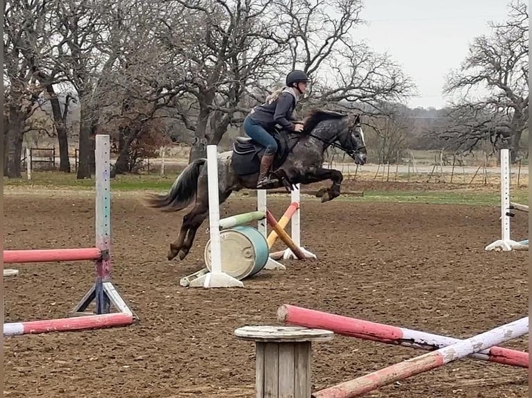 Appaloosa Gelding 7 years in Jacksboro TX