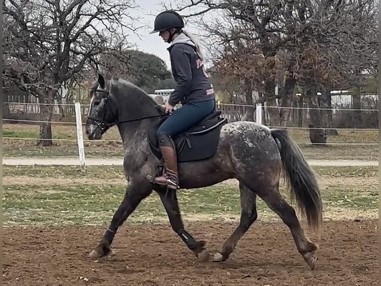 Appaloosa Gelding 7 years in Jacksboro TX