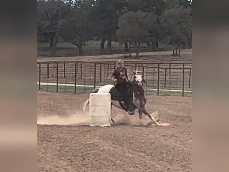 Appaloosa Gelding 8 years 13,1 hh Roan-Red in Weatherford, TX