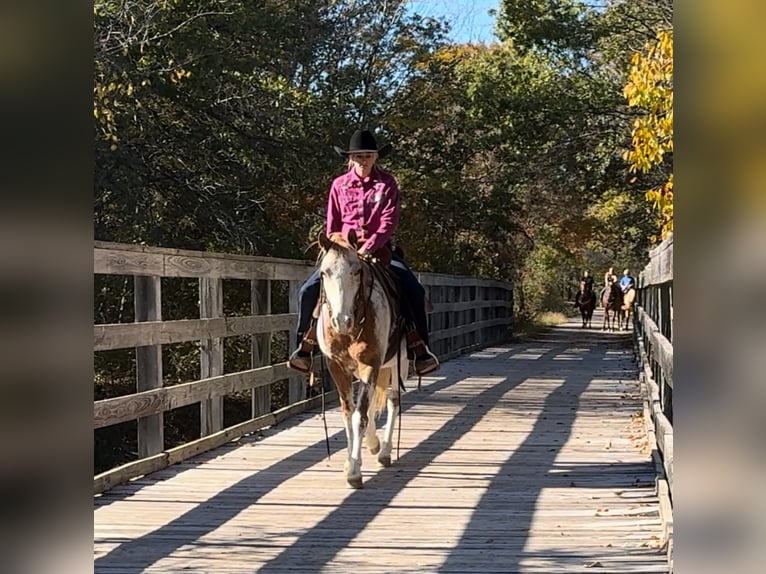 Appaloosa Gelding 8 years 13,1 hh Roan-Red in Weatherford, TX