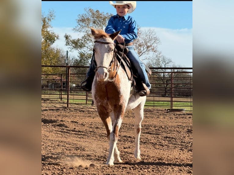 Appaloosa Gelding 8 years 13,1 hh Roan-Red in Weatherford, TX