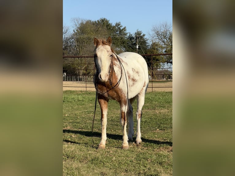 Appaloosa Gelding 8 years 13,1 hh Roan-Red in Weatherford, TX