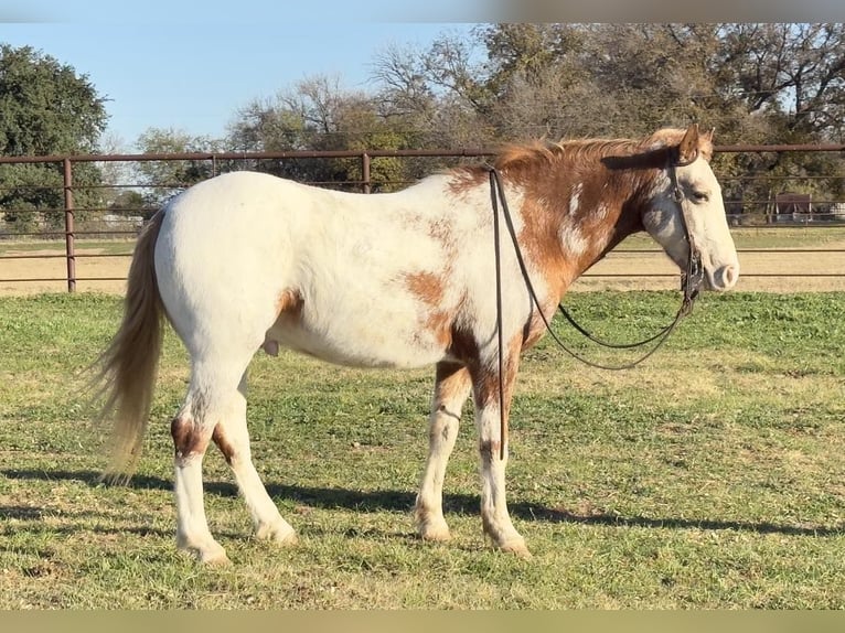 Appaloosa Gelding 8 years 13,1 hh Roan-Red in Weatherford, TX