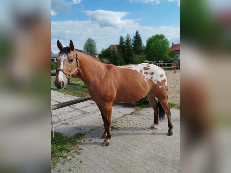 Appaloosa Gelding 8 years 14.1 hh Bay in Leutersdorf