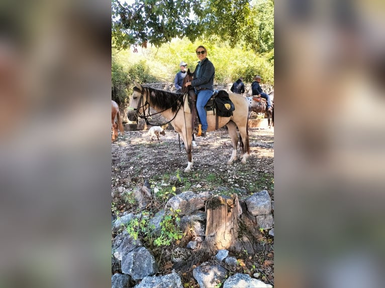 Appaloosa Gelding 8 years 14.1 hh  in Capestrano