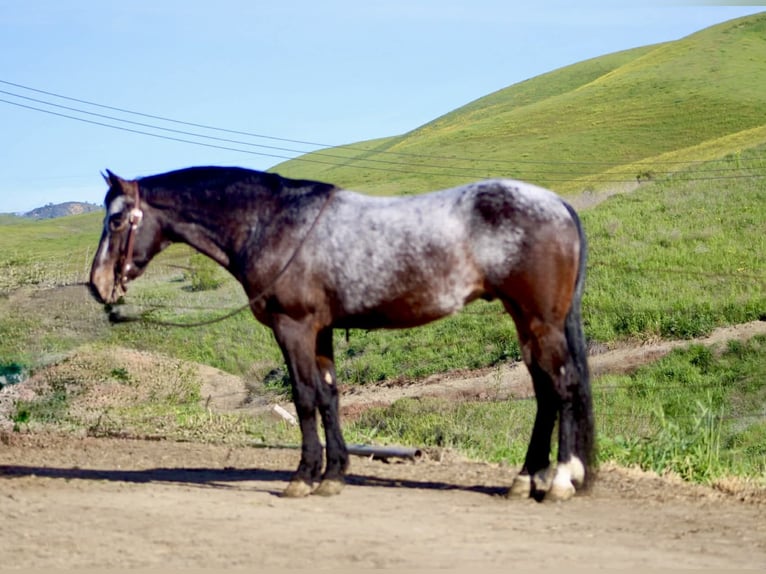 Appaloosa Gelding 8 years 14.2 hh Bay in Tres Pinos
