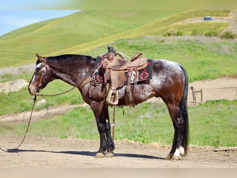 Appaloosa Gelding 8 years 14.2 hh Bay in Tres Pinos