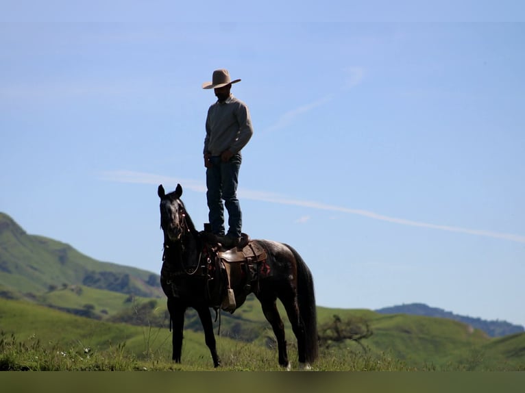 Appaloosa Gelding 8 years 14.2 hh Bay in Tres Pinos