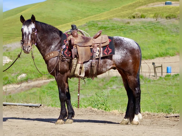Appaloosa Gelding 8 years 14.2 hh Bay in Tres Pinos