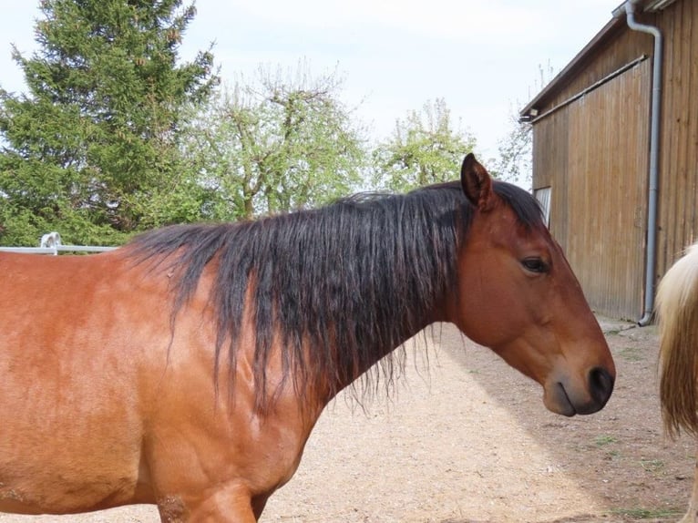 Appaloosa Mix Gelding 8 years 14.2 hh Brown in Bissingen