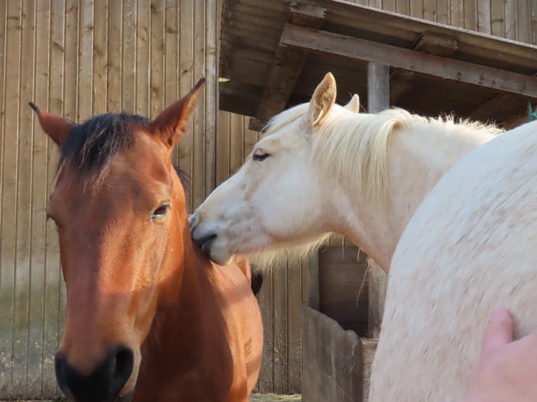 Appaloosa Mix Gelding 8 years 14.2 hh Brown in Bissingen
