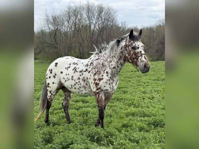 Appaloosa Gelding 8 years 14.3 hh Leopard-Piebald in Princeville