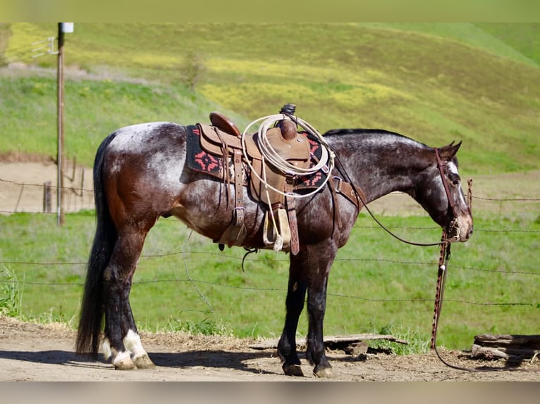 Appaloosa Gelding 8 years 14,2 hh Bay in Tres Pinos