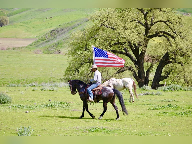 Appaloosa Gelding 8 years 14,2 hh Bay in Tres Pinos