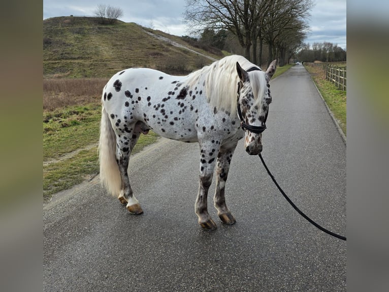 Appaloosa Gelding 8 years 15.1 hh Leopard-Piebald in Schinveld