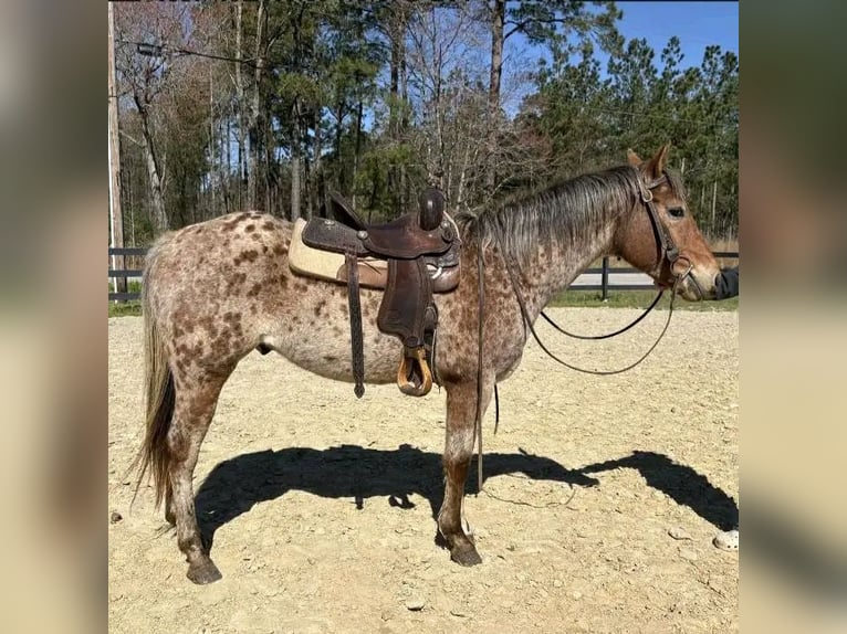 Appaloosa Gelding 8 years 15 hh Brown Falb mold in Grebenhain