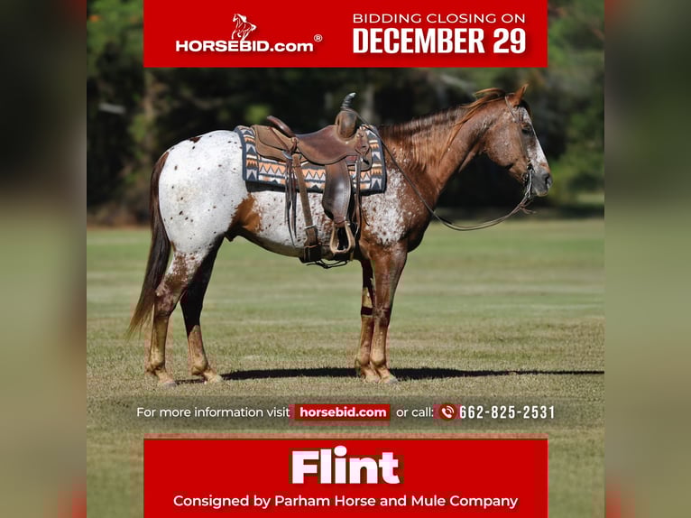 Appaloosa Gelding 8 years 15 hh Chestnut in Amory