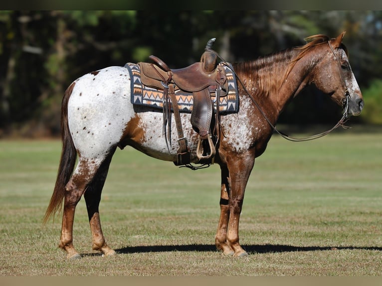 Appaloosa Gelding 8 years 15 hh Chestnut in Amory