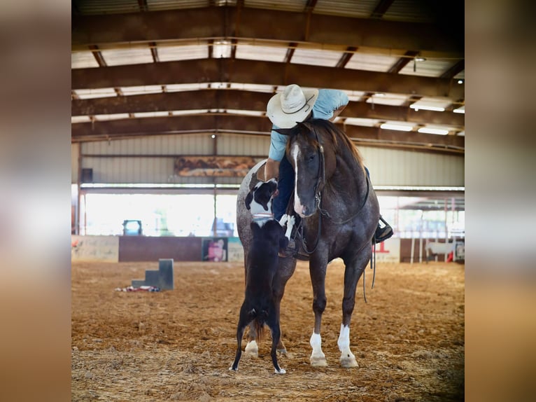 Appaloosa Gelding 8 years 15 hh Chestnut in Grand Saline