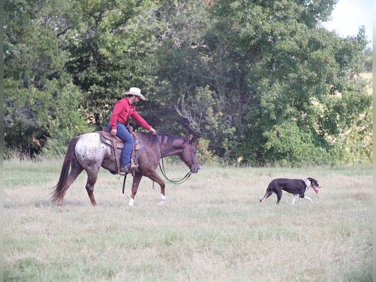 Appaloosa Gelding 8 years 15 hh Chestnut in Grand Saline