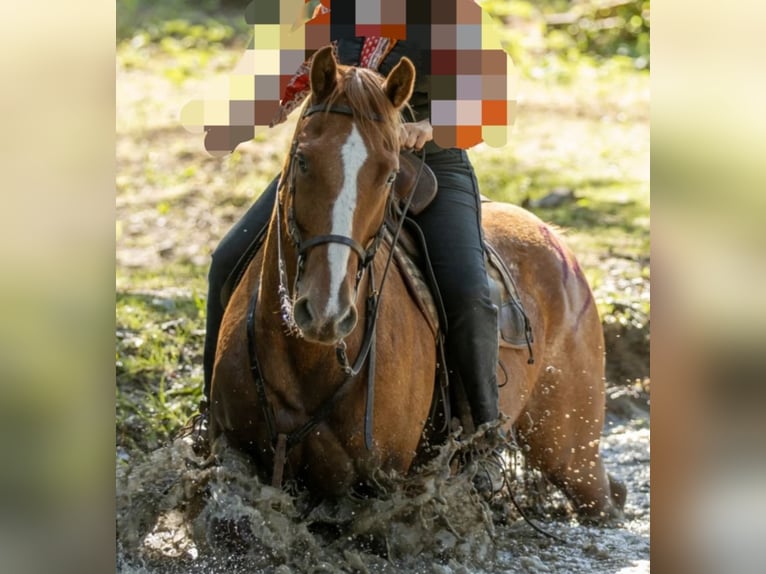 Appaloosa Gelding 8 years 15 hh Chestnut-Red in Générac