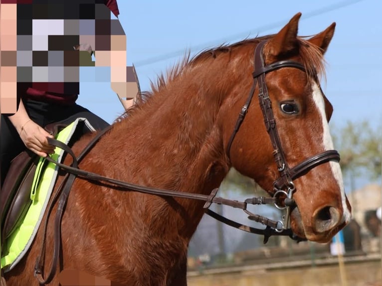 Appaloosa Gelding 8 years 15 hh Chestnut-Red in Générac