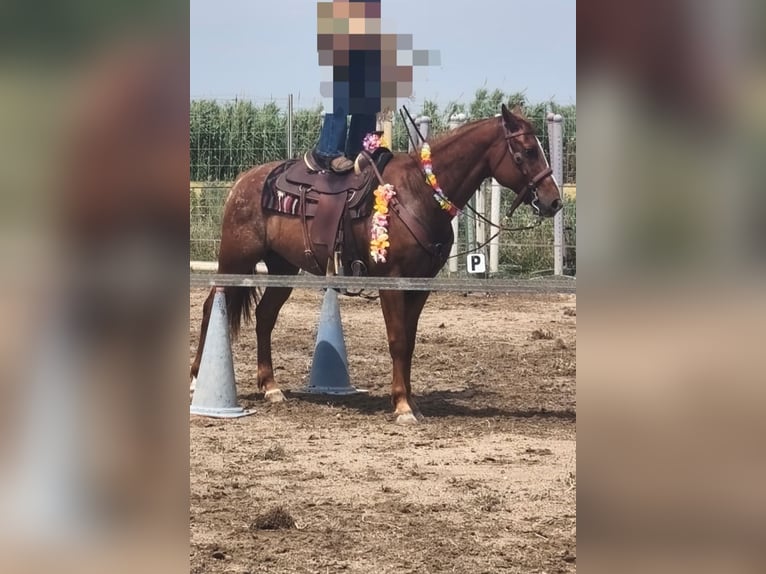 Appaloosa Gelding 8 years 15 hh Chestnut-Red in Générac