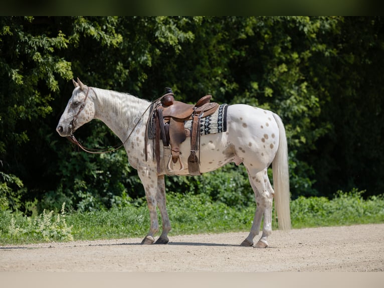 Appaloosa Gelding 8 years 15 hh Palomino in Cannon Falls