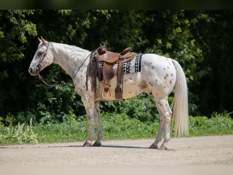 Appaloosa Gelding 8 years 15 hh Palomino in Cannon Falls