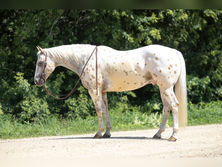 Appaloosa Gelding 8 years 15 hh Palomino in Cannon Falls