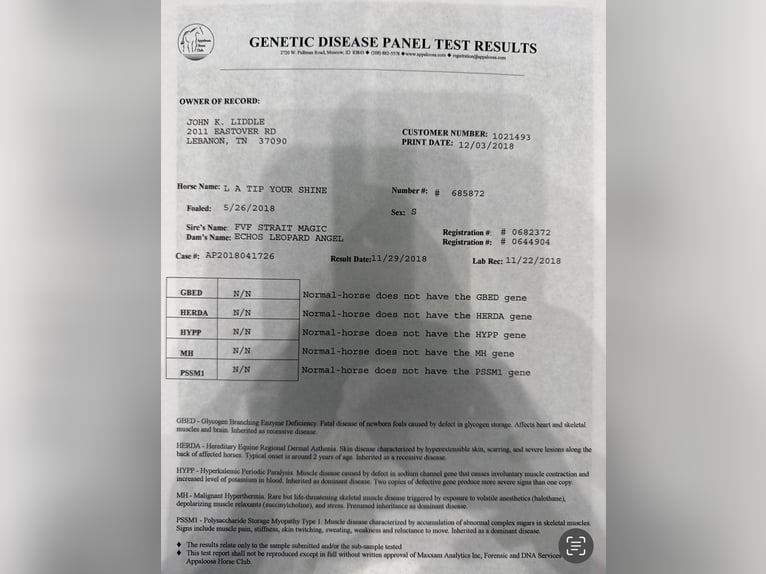 Appaloosa Gelding 8 years 15,1 hh Black in Lipan TX