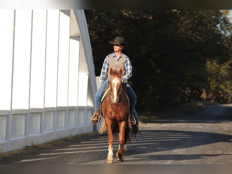 Appaloosa Gelding 8 years 15,2 hh Chestnut in Baxter Springs Appaloosa Gelding 8 years 15,2 hh Chestnut in Baxter Springs