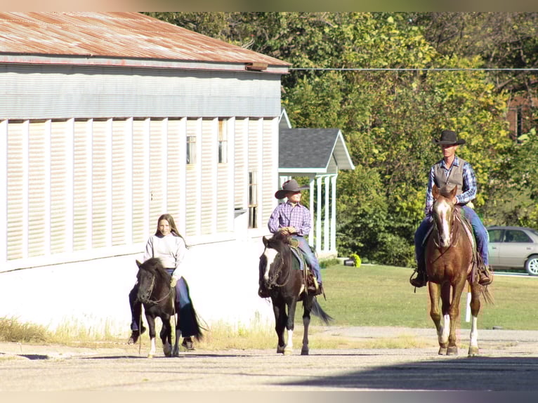 Appaloosa Gelding 8 years 15,2 hh Chestnut in Baxter Springs Appaloosa Gelding 8 years 15,2 hh Chestnut in Baxter Springs