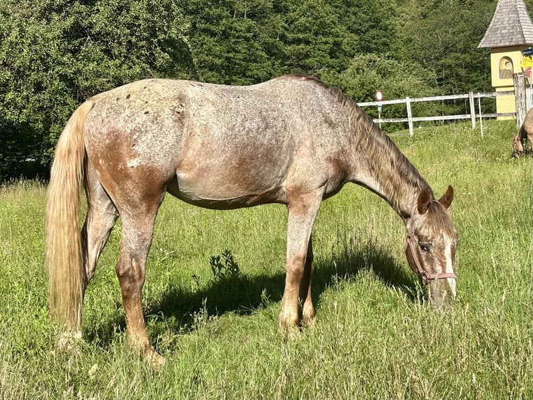 Appaloosa Mix Gelding 8 years 16 hh  in NiederdorfKlagenfurt