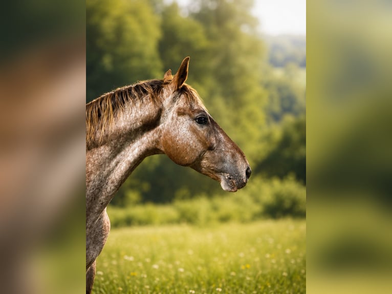 Appaloosa Mix Gelding 8 years 16 hh  in NiederdorfKlagenfurt