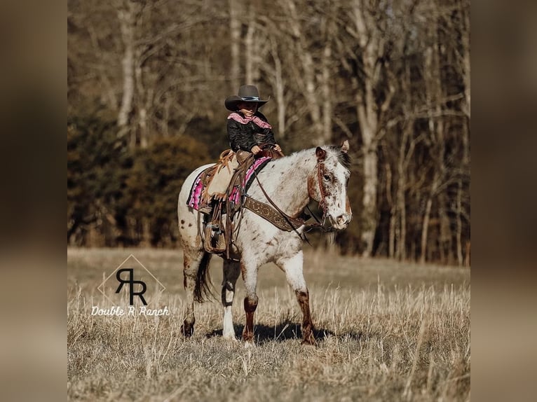 Appaloosa Mare 8 years in Lyles, TN